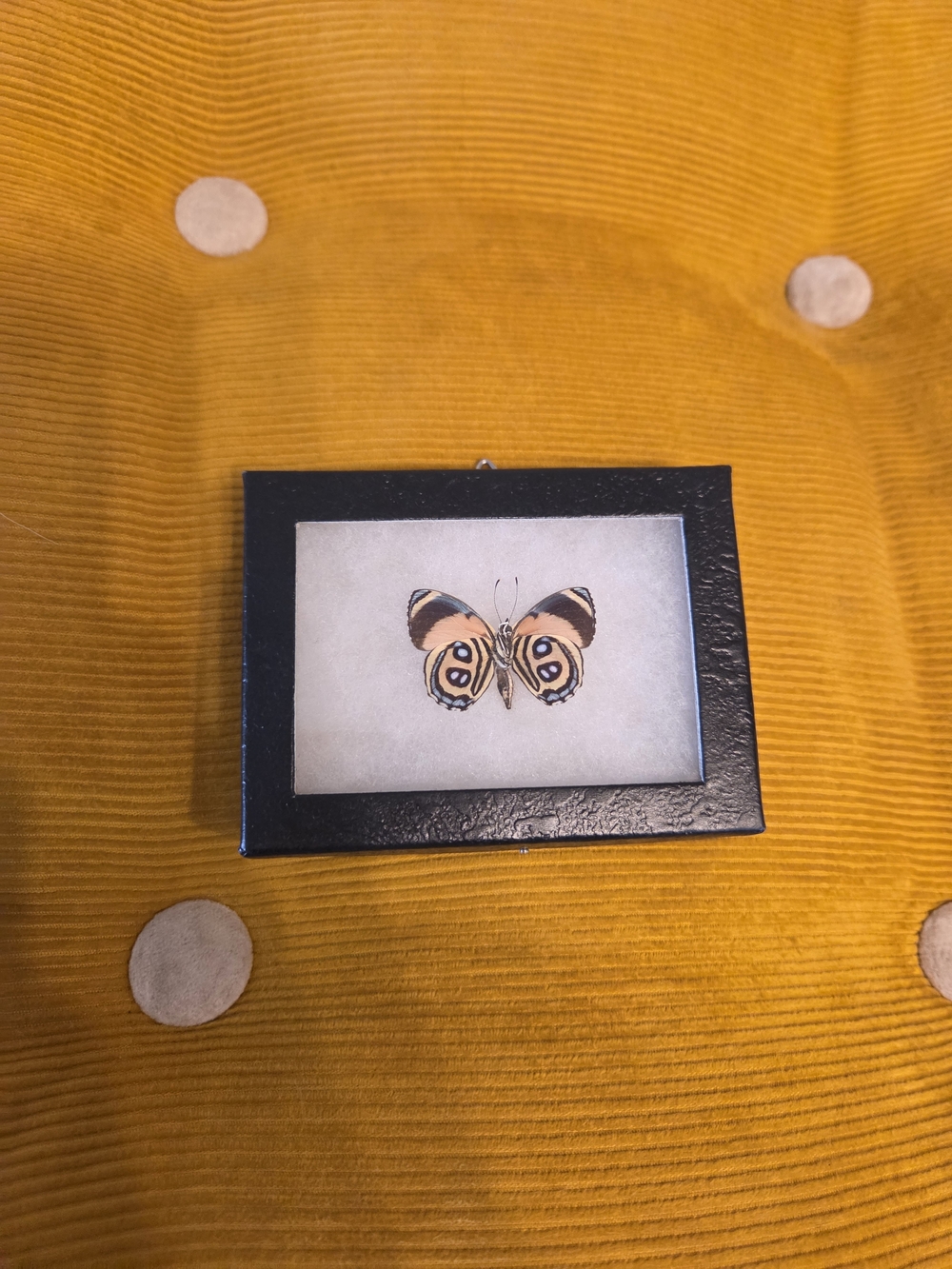 Hand Crafted Butterfly Artwork  Specimen